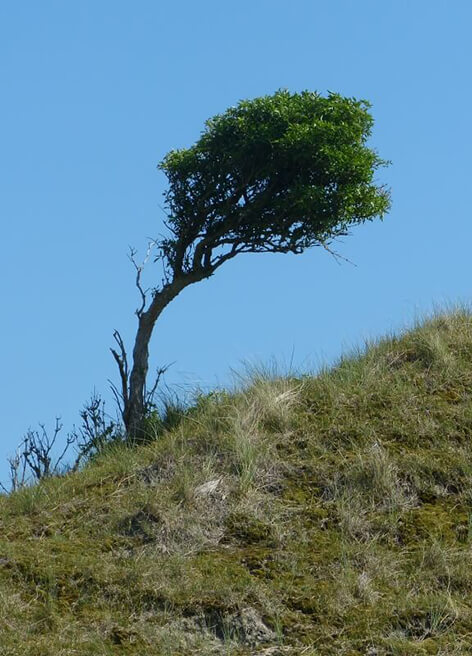 Gestalttherapie - Bild mit Baum auf einem Hügel vor freiem Himmel