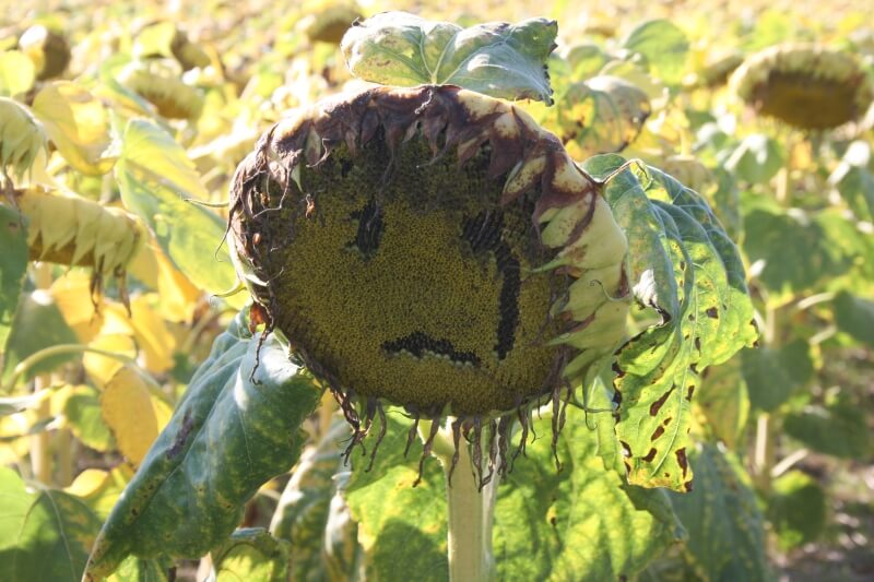 Psychotherapie & Beratung -  Bild von trauriger Sonnenblume