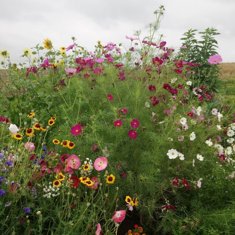 Psychotherapie & Beratung -  Bild von Blumenwiese