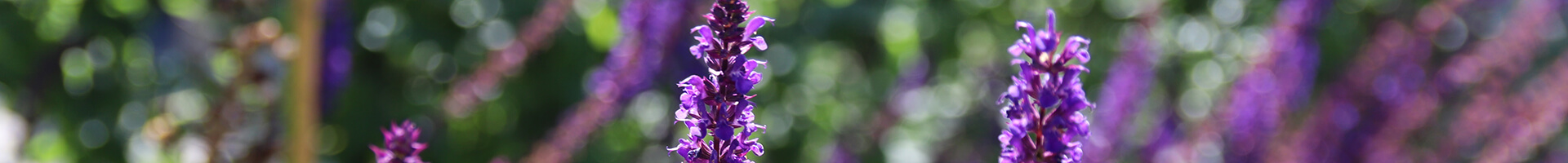 Lavendel Feld